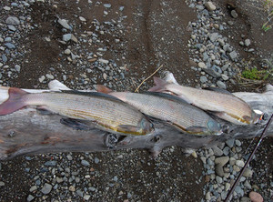 Рыбалка на плато Путорана