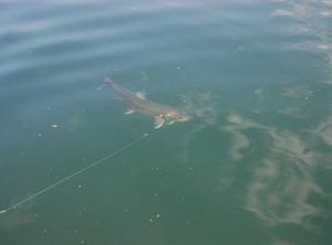 Рыбалка на плато Путорана